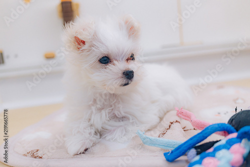Foto ふわふわの犬