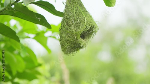 Close-up male Baya Weaver inside a hanging woven nest, with its yellow head visible through the nest opening against a soft green background.
