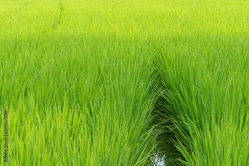 夏の水田の風景　米　田んぼ　滋賀県草津市