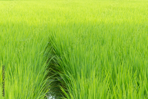 夏の水田の風景　米　田んぼ　滋賀県草津市