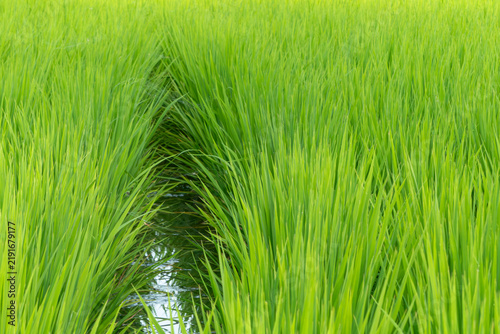 夏の水田の風景　米　田んぼ　滋賀県草津市