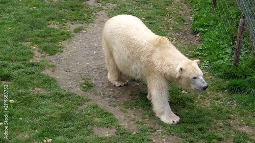 High angle view of white polar bear walking and sniffing grass. View of animal from above, tracking shot.
