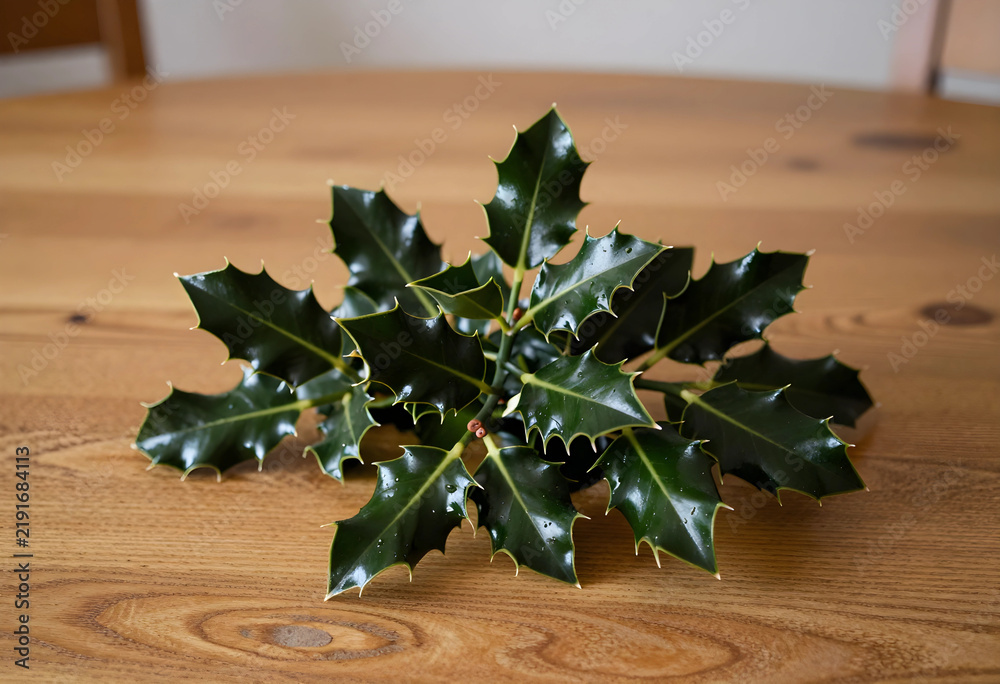 Obraz premium Christmas holiday decoration, fresh holly leaves on a wooden table for winter seasonal celebration and festive home interior design with natural greenery