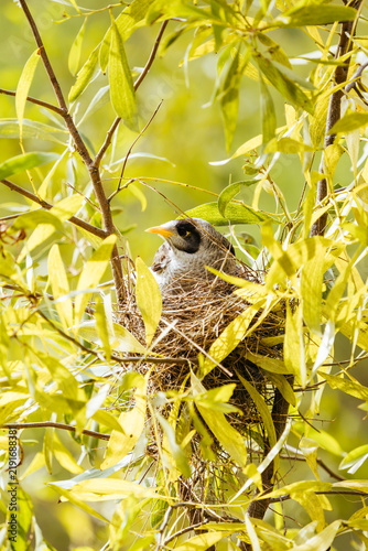 Fotografie Noisy Miner bird sitting in nest among eucalypt leaves in Eltham.