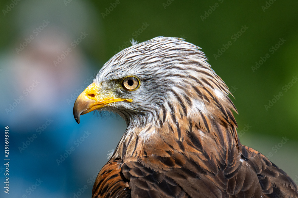 Obraz premium Red Kite (Milvus milvus) Portrait