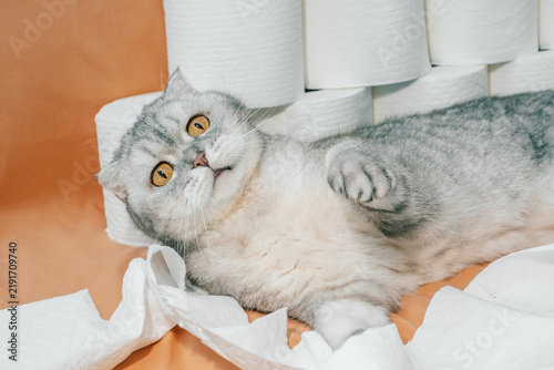 Obraz na płótnie scottish fold Cat plays with toilet paper rolls in a living room with orange backdrop