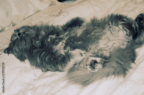 фотографія Fluffy gray cat sleeping soundly on its back across a comfortable white bed duri