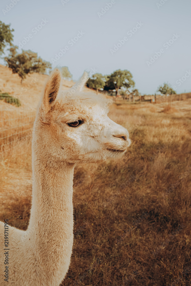 Fototapeta premium An alpaca stands in a dry field under sunlight. The animal is part of a rehabilitation project aimed at saving nature in the valley of Grandola, Portugal during the autumn season.