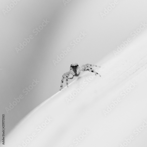 Tiny spider perches delicately on a curved white surface