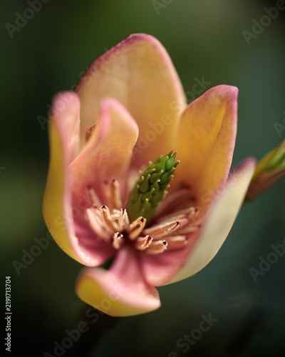 Soft pink and yellow petals frame a budding flower