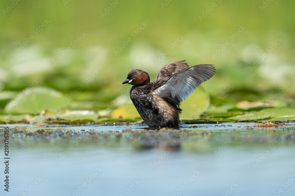 Fototapeta premium A little grebe in its natural habitat