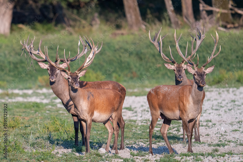 Obraz premium A group of red deer in their natural habitat