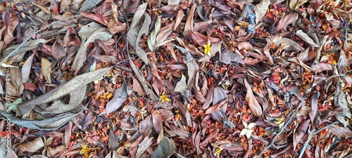 фотографія An abstract background featuring a pile of dried leaves and a few small flower fragments scattered on the ground