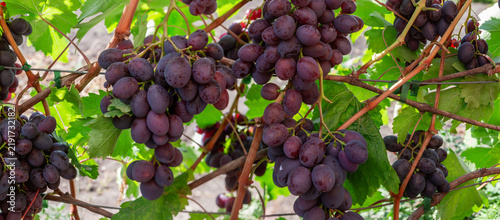 Bunches of purple grape on grapevine on vineyard close-up