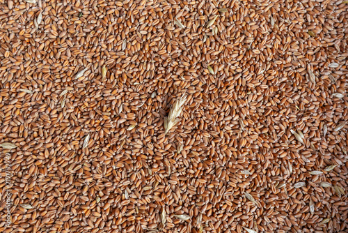 Heap of freshly harvested whole winter wheat grains, top view
