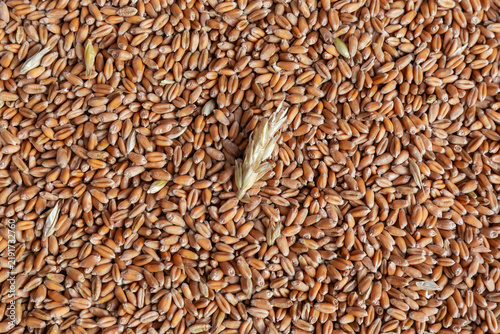 Heap of harvested whole wheat grains, top view close-up