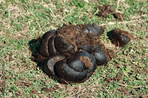 Obraz na płótnie Fresh cow dung on green grass in alpine meadow under sunlight, Nalati, Xinjiang, China