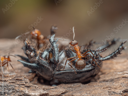 Zu sehen ist eine Nahaufnahme einer Gruppe roter Waldameisen (Formica polyctena), die einen männlichen Stierkäfer (Typhaeus typhoeus) überwältigt hat.
