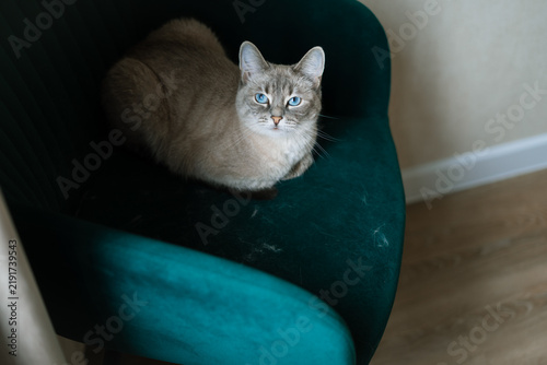 Fotografía Top view of Thai cat shedding on green velvet armchair