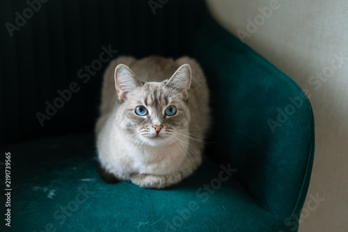 Close-up Thai cat shedding on emerald green velvet chair