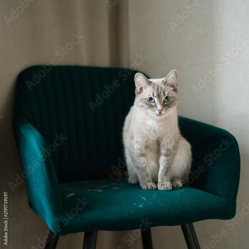 Cuadro en lienzo Thai cat shedding hair on green velvet armchair