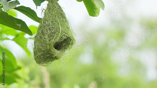 An empty Baya Weaver hanging nest sways gently among green foliage, highlighting its distinctive woven architecture and natural bird habitat.