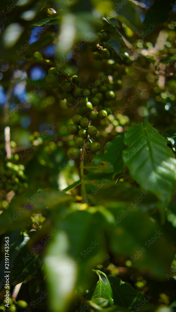 Obraz premium Macro shot of unripe green coffee beans growing on a branch with beautiful blurred background