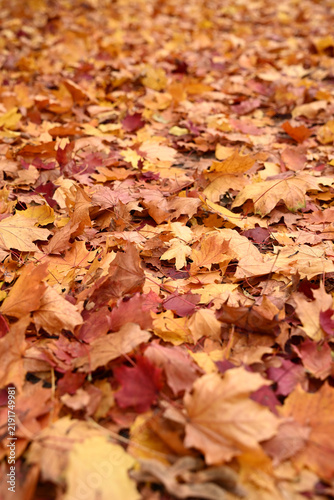 Foto Clean pristine autumn maple leaves carpet in park