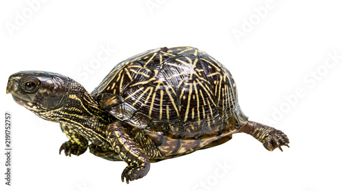 Принти на полотні Eastern box turtle with dark brown shell and yellow radiating pattern markings