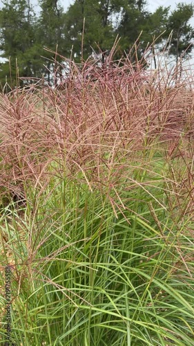 Japanese silver grass - miscanthus sinensis 'Rotsilber' blowing in a breeze on a summer day.
