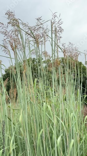 Yellow prairie grass - sorghastrum nutans 'Indian Steel' blowing in a breeze.