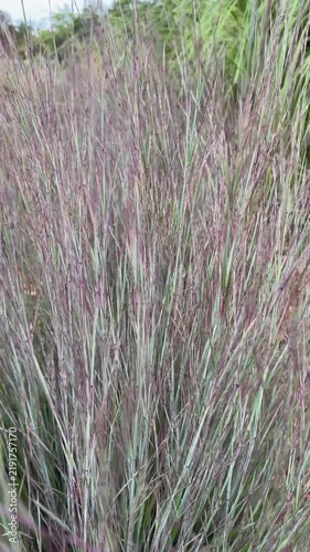 Little Bluestem grass - schizachyrium scoparium 'Blue Paradise' grass blowing in a breeze.