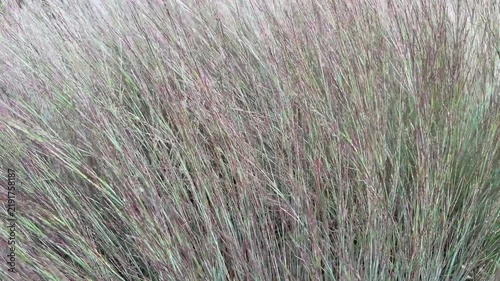 Bluestem grass - schizachyrium scoparium 'MinnBlueA' Blue Heaven grass - blowing in a breeze.