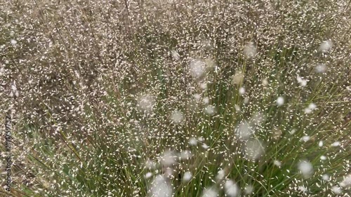 Prairie Dropseed - sporobolus heterolepis 'morning mist' grass blowing in a breeze.