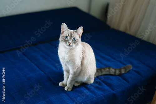 Portrait of a Thai cat with blue eyes sitting on a blue sofa indoors