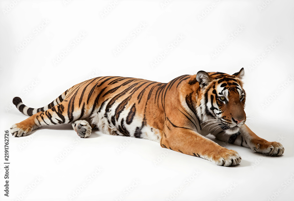 Obraz premium Wildlife conservation and endangered species, majestic tiger lying down on a clean white background for animal protection and nature awareness campaigns