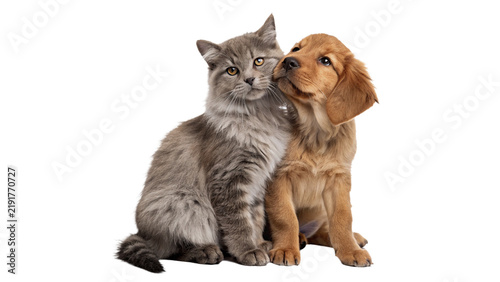 Cute domestic gray kitten and fluffy golden puppy sitting together friendly pets portrait