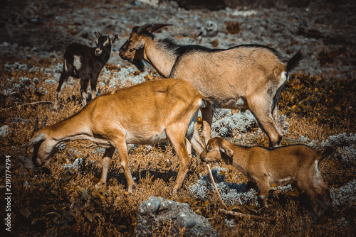 Canvas Print deer in the wild