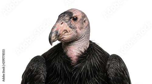 Fotografie California condor close up portrait showing wrinkled bald head with dark ruffled neck feather collar