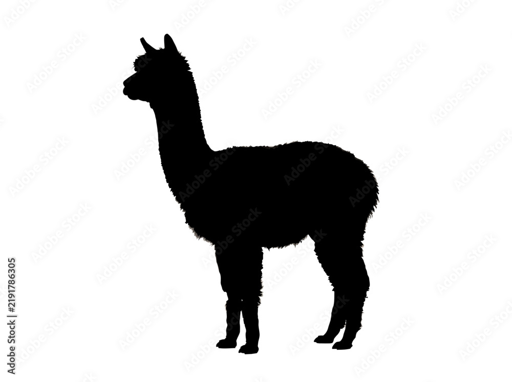 Obraz premium Black silhouette of an alpaca standing isolated on white background as a creative vector graphic illustration