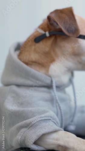 Funny Small Dog Wearing a Gray Hoodie and Black Glasses While Sitting at a Table Like a Person, Cute Close Up Portrait of a Dressed Pet Looking to the Side Indoors. vertical video footage