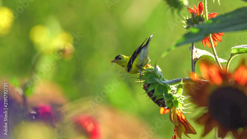 Bild auf Leinwand Goldfinch feeding on sunflower head in summer garden