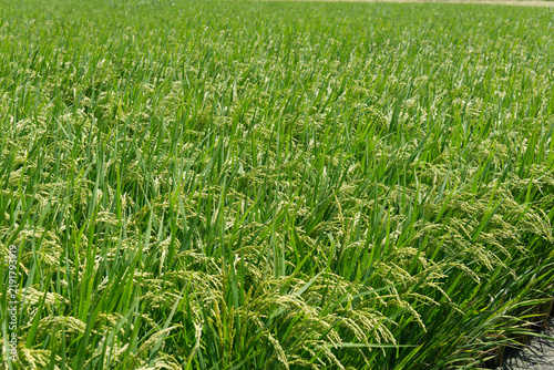 Lush Rice Field with Ripening Grain in Rural Japan