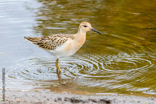 Obraz na plátně A slender migratory ruff in river water.