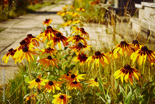 Konstfotografi rudbekia dwukolorowa, rudbekia owłosiona, Rudbeckia L.