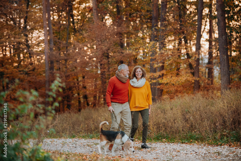 Obraz premium Senior couple walking dog in autumn forest.