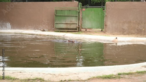 Hippopotamus Resting in Water Pool at Zoo Wildlife Conservation Habitat