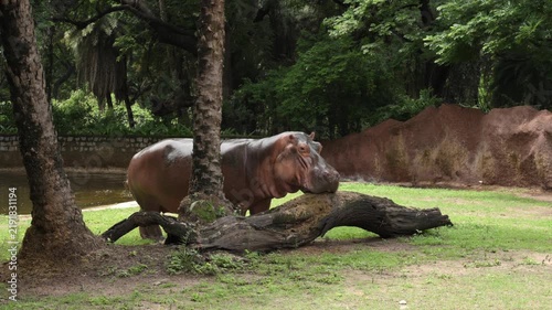 Hippopotamus Standing Under Tree in Zoo Wildlife Conservation Enclosure