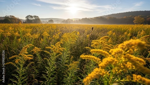 Goldenrod field bathed in warm morning light, with misty hills in the background.