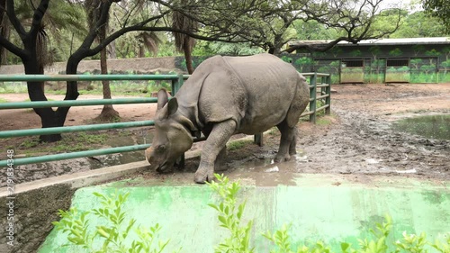 Indian Rhinoceros Standing Alone in Zoo Wildlife Conservation Enclosure